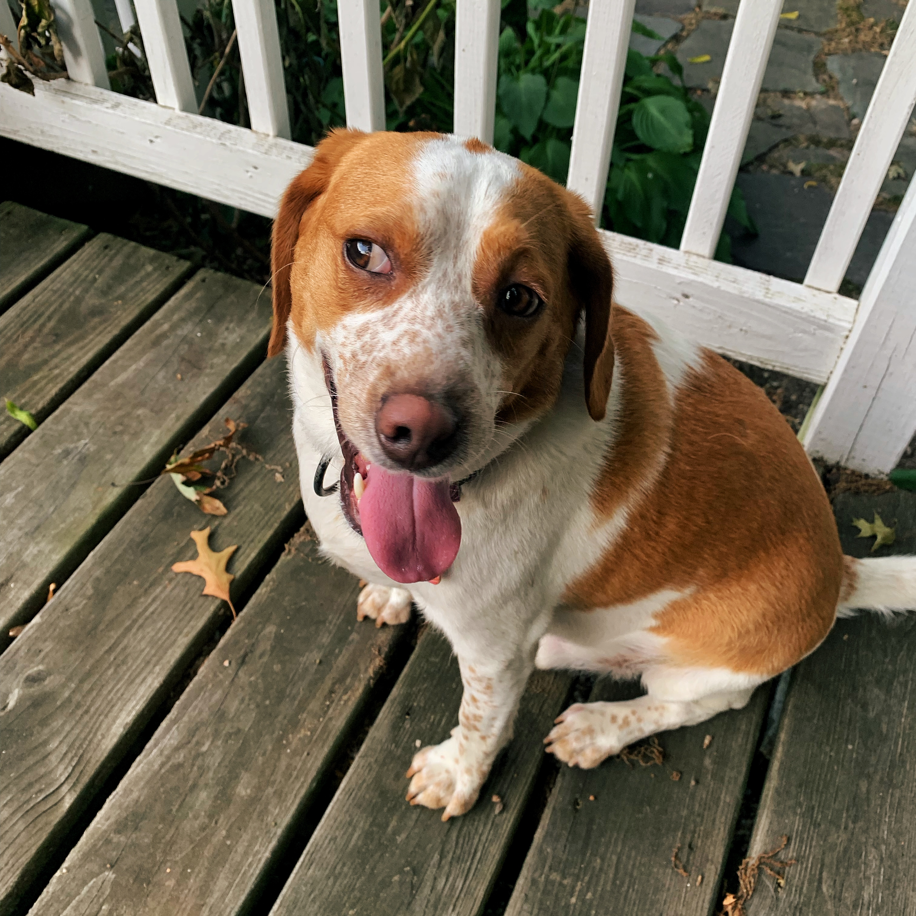 Alt text: The picture of Sabina's dog, Pluto, smiling. He's a beagle mix, and his colors are orange and white.